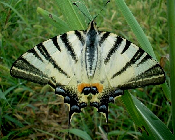 Papilio machaon e Iphiclides podalirius